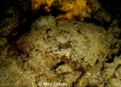 A lovely cuttlefish taken on anight dive on Ras Katy, Sha... by Amy Oxtoby 